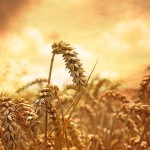 lughnasadh-wheat-field